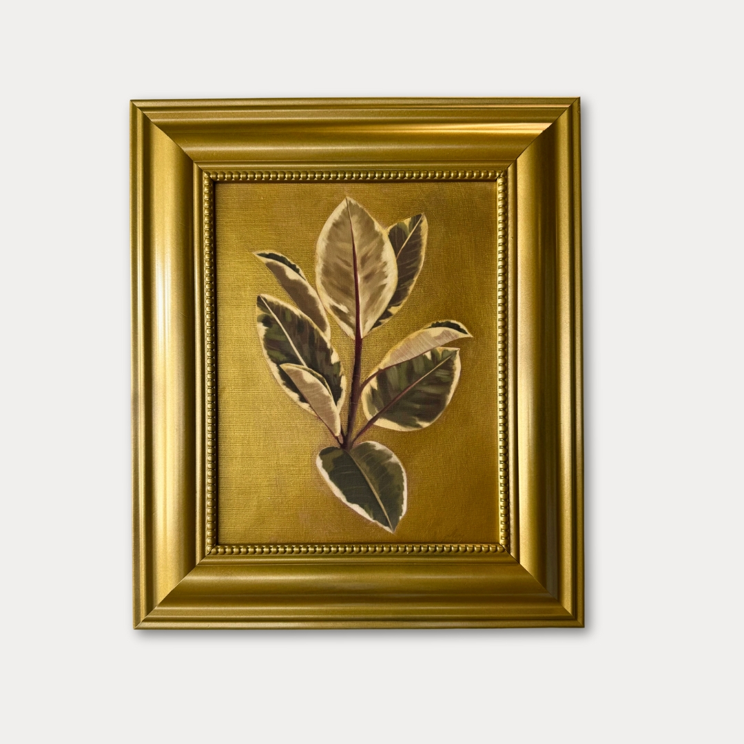Gold Ficus
